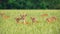 Fallow deer herd feeding on a grain field in summer nature.