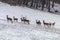 Fallow deer herd snow forest landscape Dama Dama