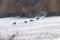 Fallow deer herd snow forest landscape Dama Dama