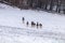 Fallow deer herd snow forest landscape Dama Dama