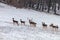 Fallow deer herd snow forest landscape Dama Dama