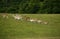 Fallow deer in the herd with spotted summer coat