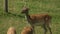 Fallow deer in herd together