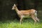 Fallow deer hind standing on meadow in summer nature.