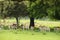 Fallow Deer, Holkham Hall, Norfolk, England