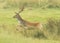 Fallow deer jumping ditch