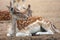 A Fallow Deer laying down