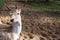 Fallow deer look at the camera outdoors