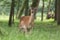 Fallow deer looking and ruminating