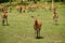 fallow deer in the meadow