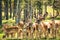 fallow deer in the meadow