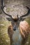 fallow deer in the meadow