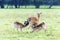 Fallow deer mother feeding her babies