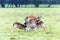 Fallow deer mother feeding her babies