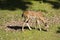 Fallow deer on pasture