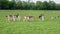 Fallow Deer at Phoenix Park, Dublin, Ireland