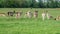 Fallow Deer at Phoenix Park, Dublin, Ireland