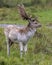 Fallow Deer Photo and Image. Male close-up profile view displaying its antlers in the rutting season in its environment and
