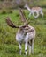 Fallow Deer Photo and Image. Male close-up profile view smelling cow at the back in their environment and habitat surrounding in