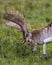 Fallow Deer Photo and Image. Male headshot close-up with a blur green blackground in the rutting season in its environment and