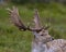 Fallow Deer Photo and Image. Male headshot close-up profile view with a blur green blackground in its environment and habitat