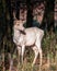 Fallow Deer Pricket - Dama dama standing in a sunny glade.