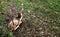 fallow deer at Prideaux Place is thought to be one of the oldest park herds in the country