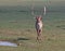 Fallow Deer With Rack of Horns