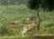 Fallow deer reaching up to eat tree