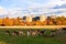 Fallow deer in Richmond Park