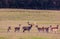 Fallow deer roaring to impress his horde of does on a hey-field in front of the autumn forrest