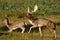 Fallow deer running