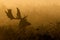 Fallow deer silhouette at dawn in Bushy Park