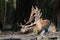 Fallow deer sleeping on the ground in forest in summer