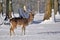 Fallow deer in snow