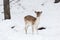 Fallow deer in the snow