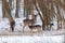 Fallow deer snow forest landscape Dama Dama