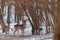 Fallow deer snow forest landscape Dama Dama