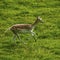 Fallow deer with spotted summer coat moving fast