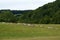 Fallow deer with spotted summer coat moving fast