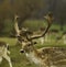 Fallow deer stag with antlers Attingham park Shropshire