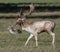 Fallow Deer Stag Bellowing During Rutting Season.