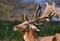 Fallow deer stag / buck