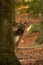 Fallow deer stag peeking from behind a massive tree in autumn forest