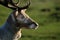 Fallow deer stag portrait in grassland.