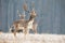 Fallow deer stag standing on a meadow in freezing cold looking aside.