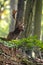 Fallow deer stag standing in woodland in fall in vertical shot