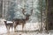 Fallow Deer Stag In Winter. Winter Wildlife Landscape With Three Deer Dama dama. Deer With Large Branched Horns On The Backgroun