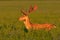 Fallow deer standing in clover in summertime sunset