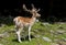 Fallow deer standing in the forest